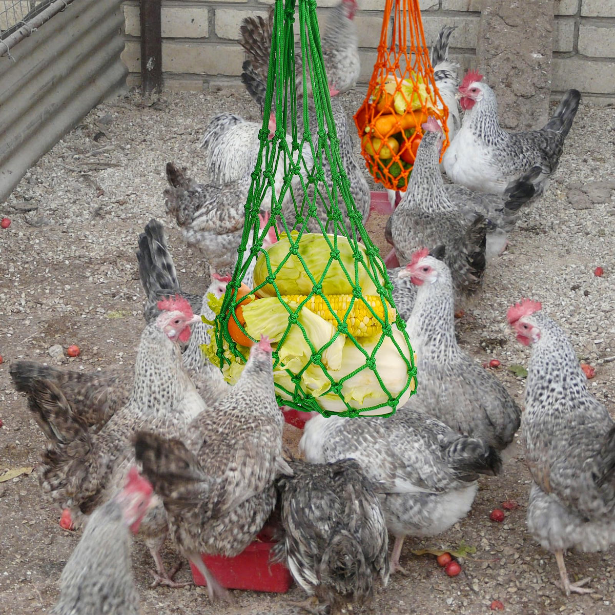 CooShou Chicken Foraging Net Bag Filled with Veggies.