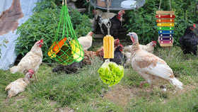 CooShou chicken veggies skewer encourages foraging with fresh produce