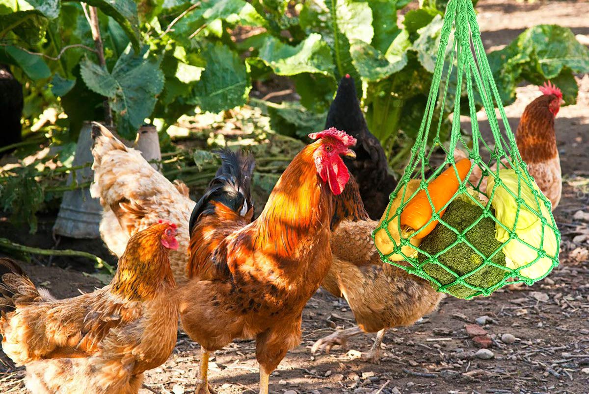 CooShou Hen Coop Enrichment Toy Encouraging Foraging.
