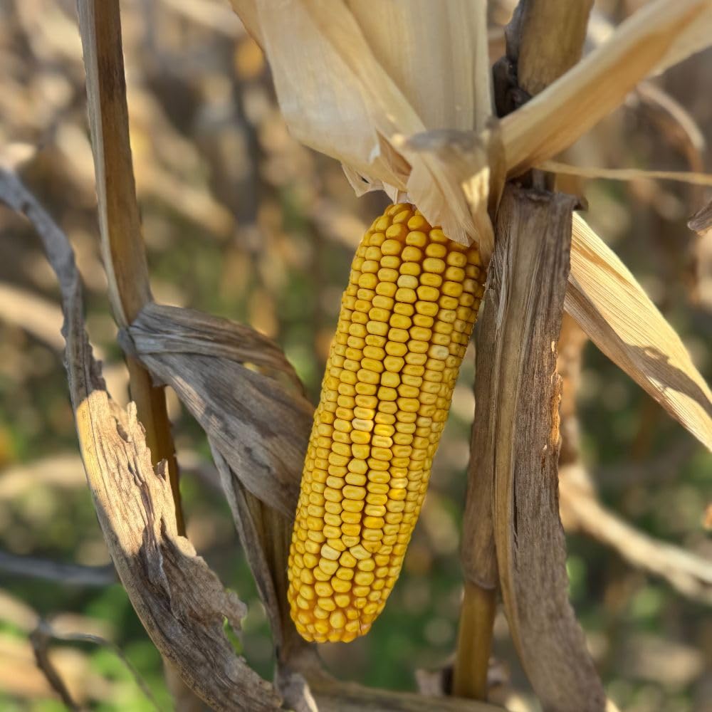 Corbett's Critter Corn easy-meal for ground-feeding critters