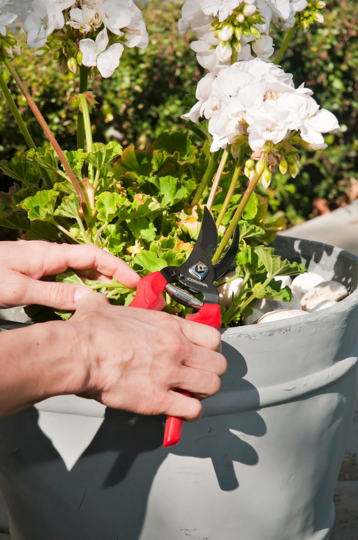 Corona BP 3214D ComfortGEL pruner cushioned grip reduces hand fatigue.