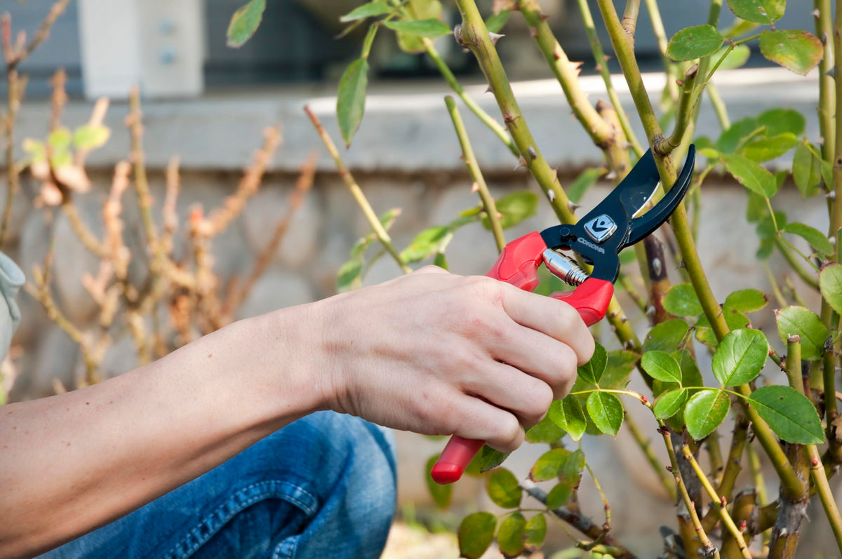 Corona BP 3214D ComfortGEL pruner demonstrates three-quarter-inch capacity.