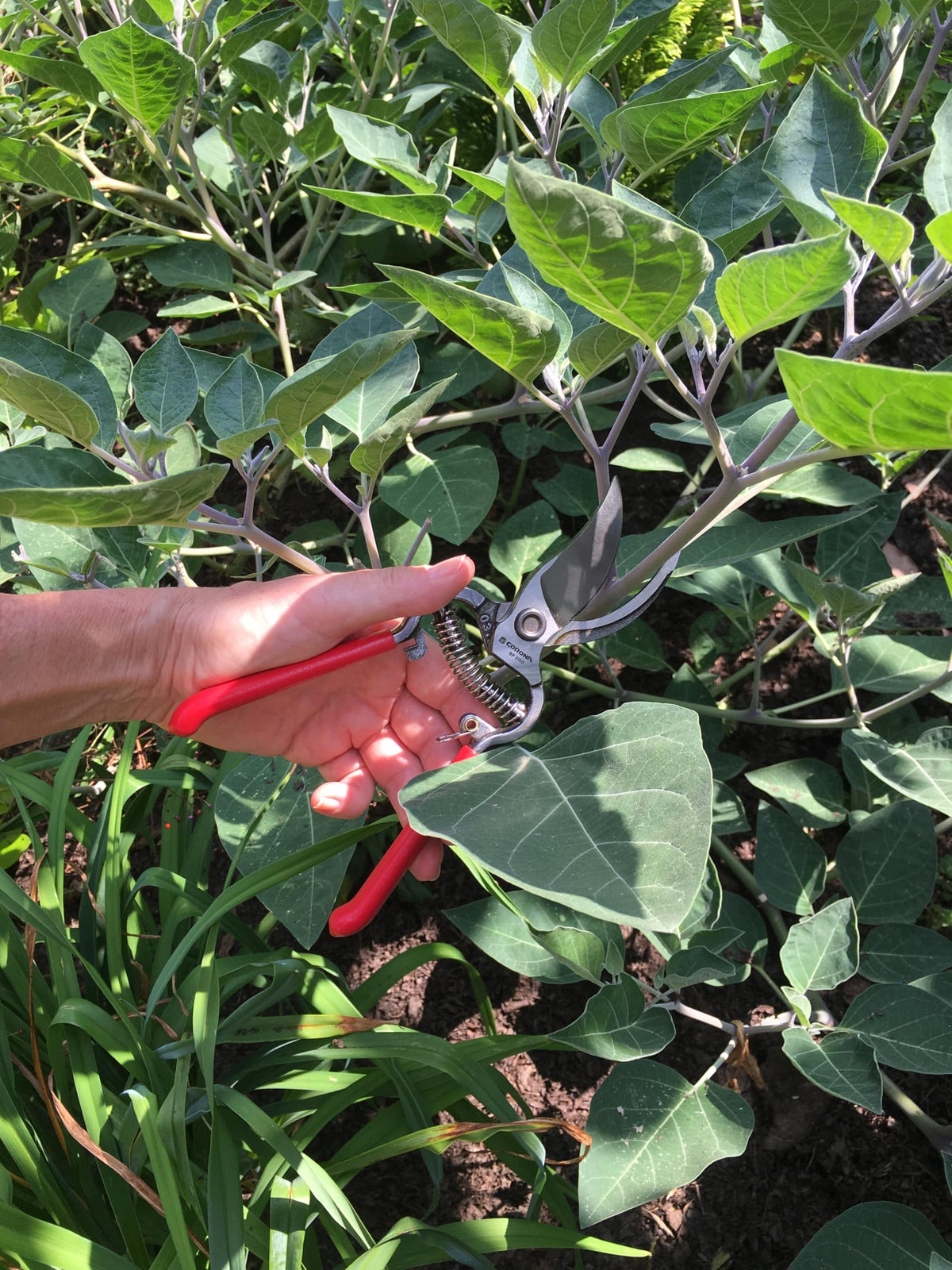 Corona ClassicCUT pruner red ergonomic handles for comfortable grip during pruning