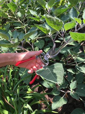 Corona ClassicCUT pruner red ergonomic handles for comfortable grip during pruning