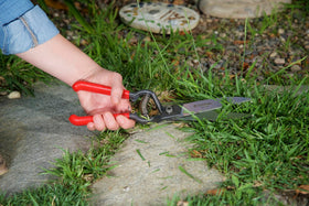 Corona ClassicCUT shows natural wood handles for a comfortable grip.
