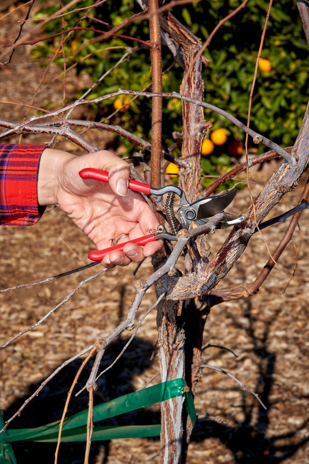 Corona ClassicCUT pruner bypass blades for clean cuts on live plants.