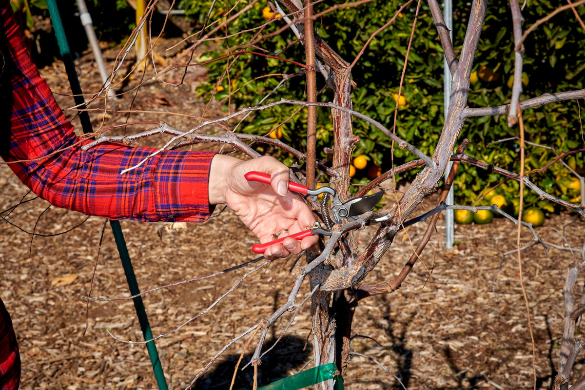 Corona ClassicCUT pruner in garden use for flower bed trimming.