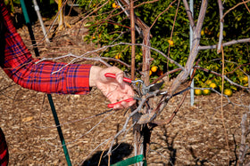 Corona ClassicCUT pruner in garden use for flower bed trimming.