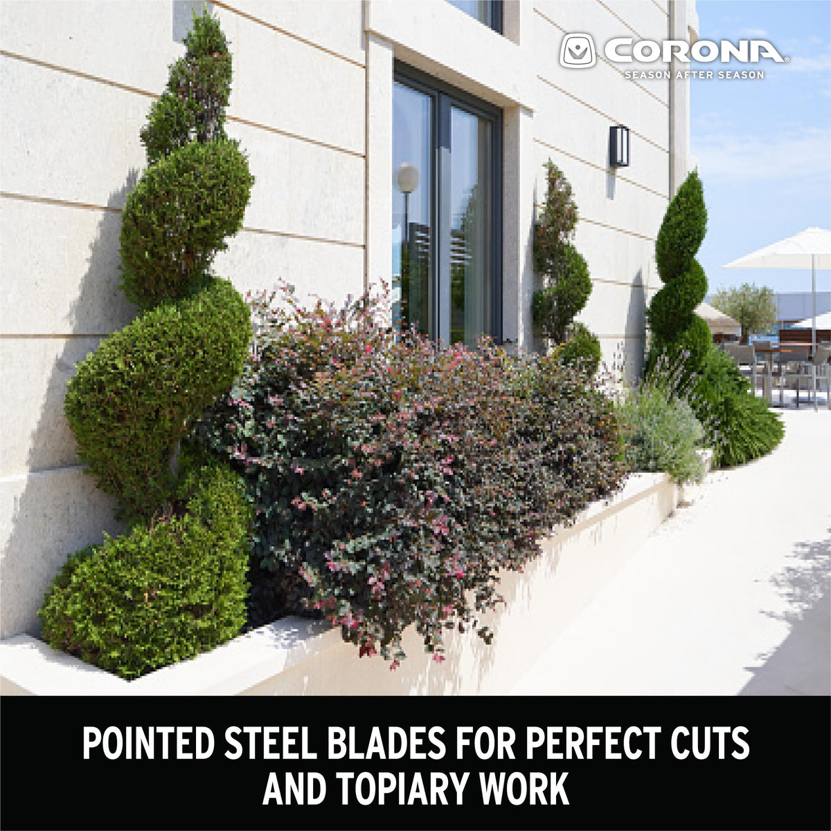 Corona PrecisionCUT hedge shear in action trimming a hedge with steady, precise cuts.