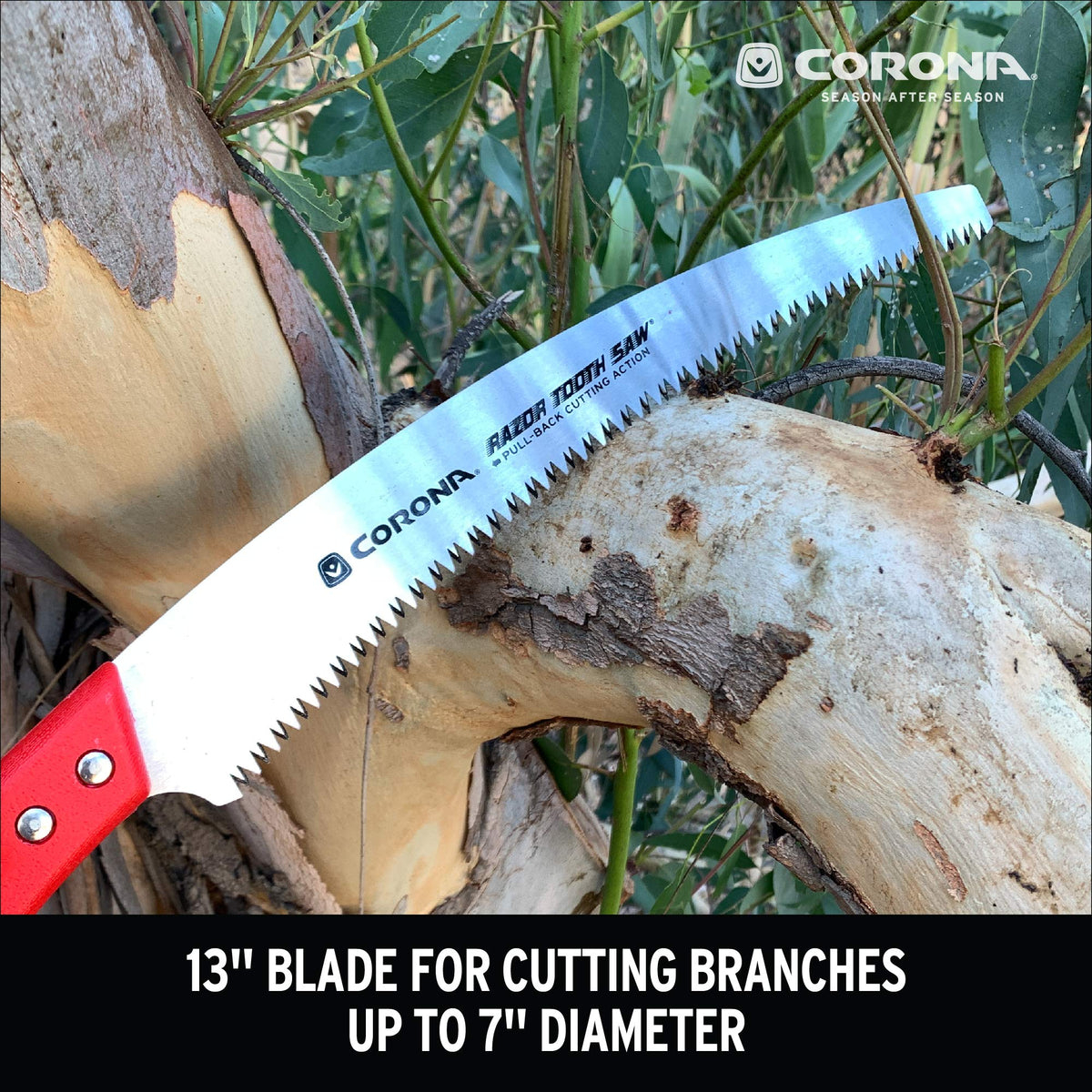 Corona RazorTOOTH pruning saw in action cutting branches with precision