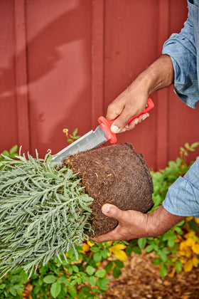Corona Tools CT15409 Hori garden knife weed cutting in garden bed