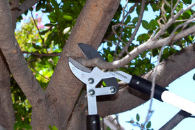 Corona Tools FL 3420 anvil blade close-up showing dry-wood cutting edge