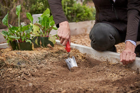 Corona Tools trowel transplanting seedlings demonstrates careful soil handling and root protection.