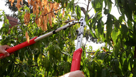 Corona X Series Pro Bypass Lopper features a bypass blade for smooth pruning.