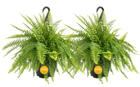 Costa Farms Boston Fern 2-pack in hanging baskets boosts curb appeal and decor