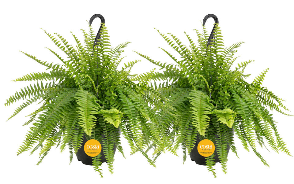 Costa Farms Boston Fern 2-pack in hanging baskets boosts curb appeal and decor