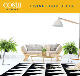 Bright indirect light setup for Costa Farms Boston Fern indoors