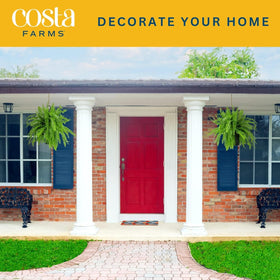 Natural indoor greenery: Costa Farms Boston Fern for home decor