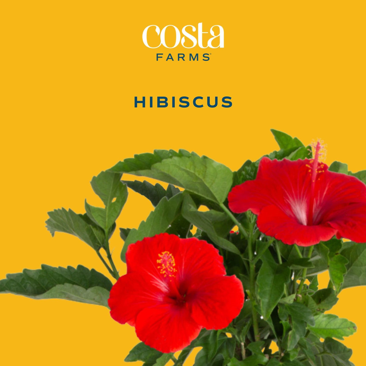 Costa Farms braided hibiscus flowers close-up showcasing vibrant blooms and glossy leaves.