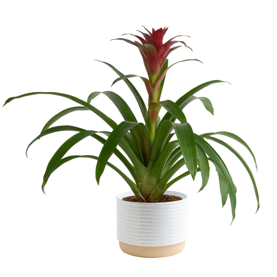 Costa Farms bromeliad bloom adds vibrant color as a striking room centerpiece.