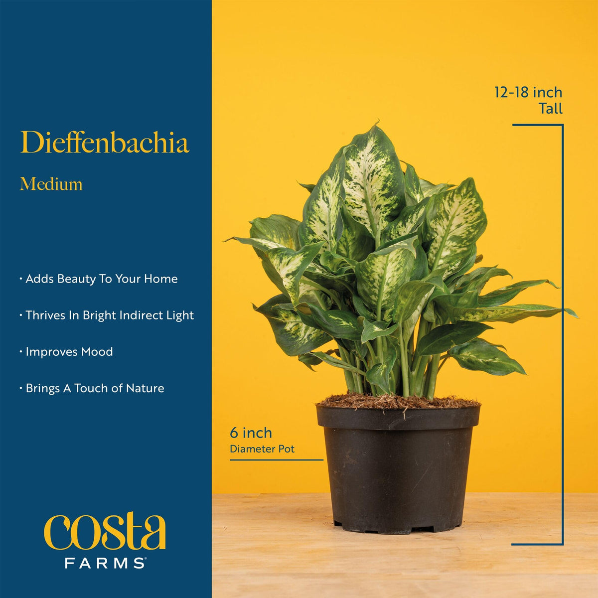 Costa Farms Dieffenbachia in bright indirect light boosts mood-friendly tropical vibes.