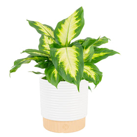 Costa Farms Dieffenbachia leaves close-up shows variegated green foliage for bright indoor spaces.