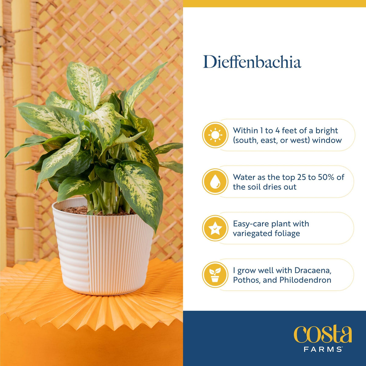 Costa Farms Dieffenbachia shown as a hardy indoor plant for modern spaces.