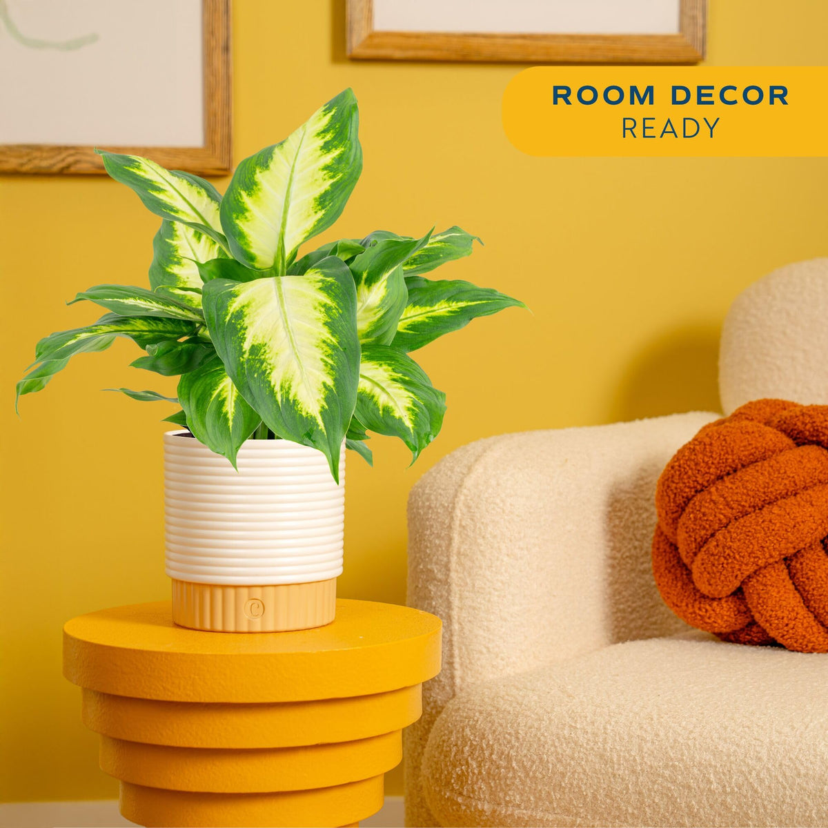 Costa Farms Dieffenbachia in a decorative pot adds instant tabletop style to any room.