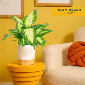 Costa Farms Dieffenbachia in a decorative pot adds instant tabletop style to any room.