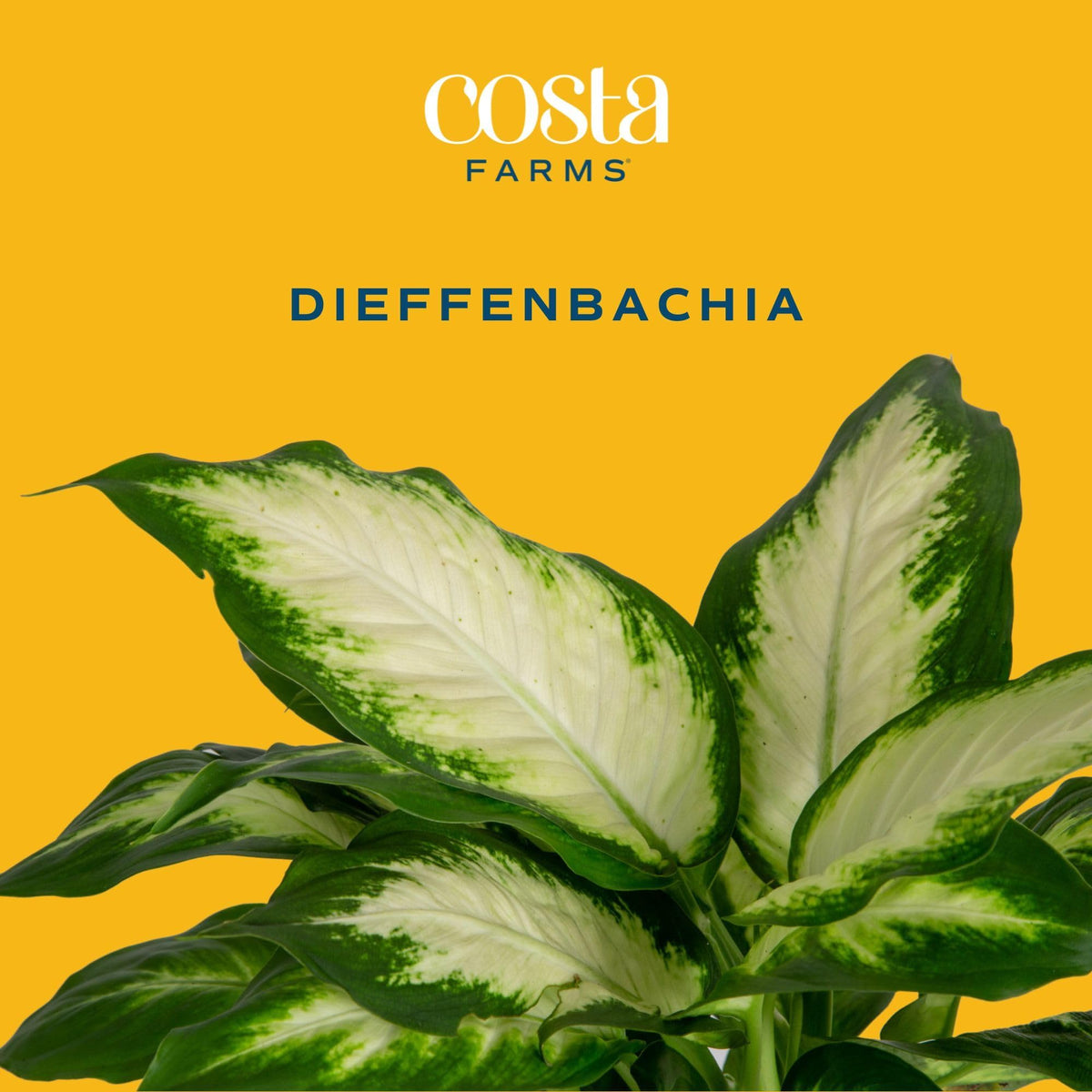 Costa Farms Dieffenbachia on a table provides a lush focal point for home or office.