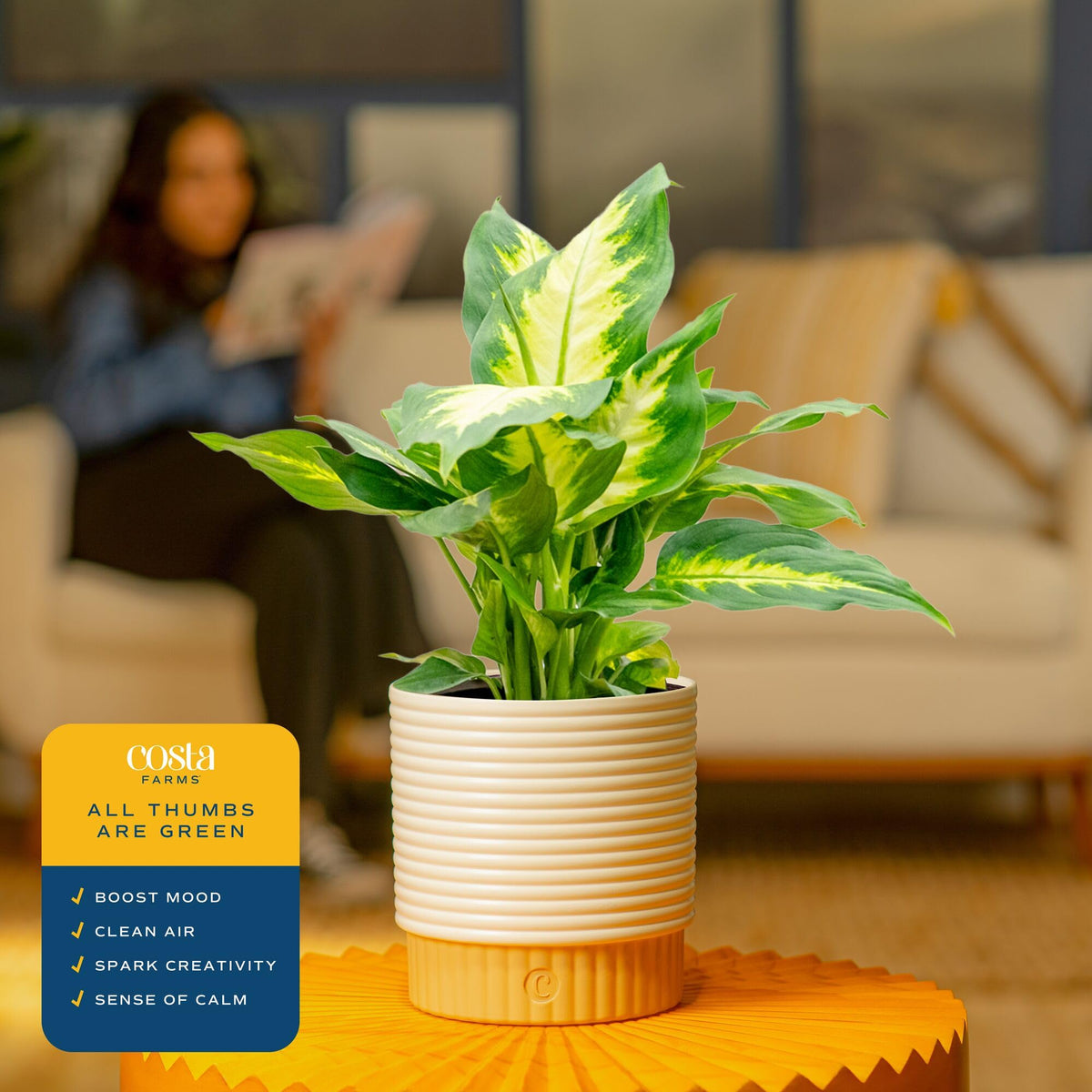 Costa Farms Dieffenbachia being watered illustrates easy weekly care for beginners.