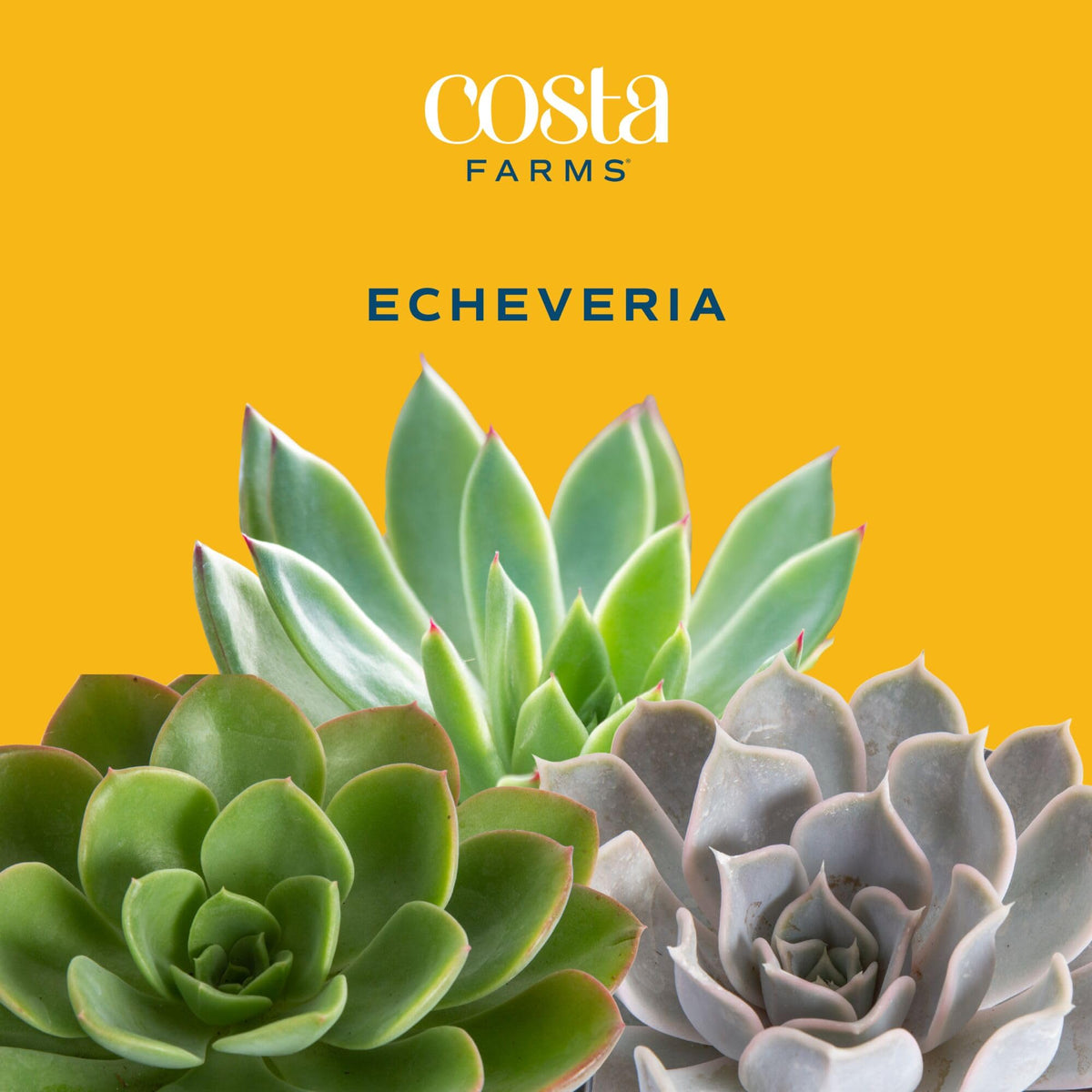 Echeveria centerpiece on a desk, bright indirect light compatible