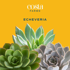 Echeveria centerpiece on a desk, bright indirect light compatible