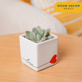 Costa Farms Best Mom Ever planter view, desk-ready decor