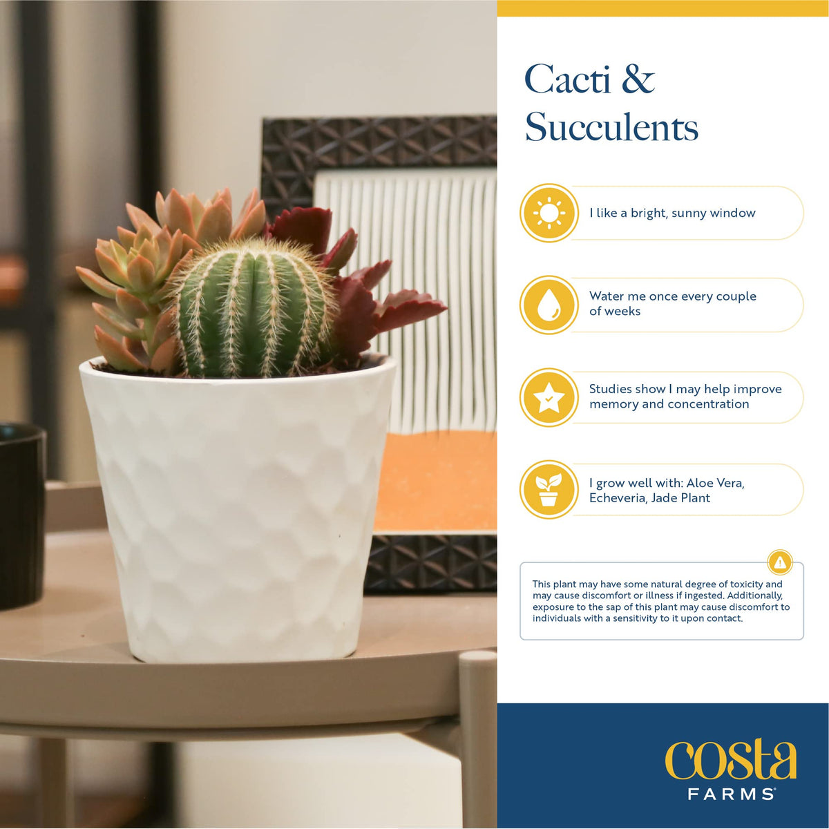 Best Mom Ever planter packaging with Costa Farms Echeveria live plant