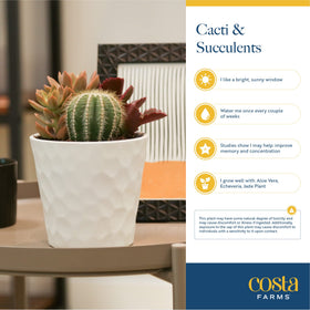 Best Mom Ever planter packaging with Costa Farms Echeveria live plant