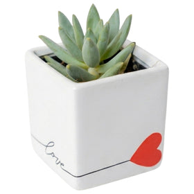 Costa Farms Echeveria rosette in Best Mom Ever planter, ideal for gifting