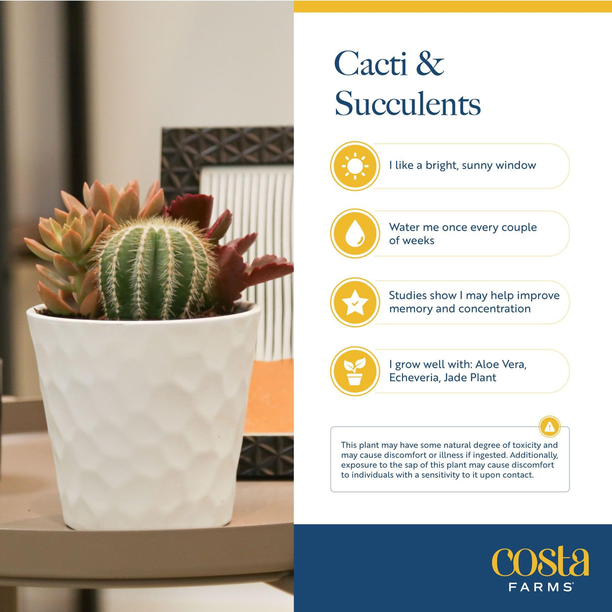 Terrarium-style display featuring Costa Farms Echeveria in Best Mom Ever planter
