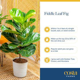 Costa Farms Fiddle Leaf Fig near window creates calming indoor ambiance