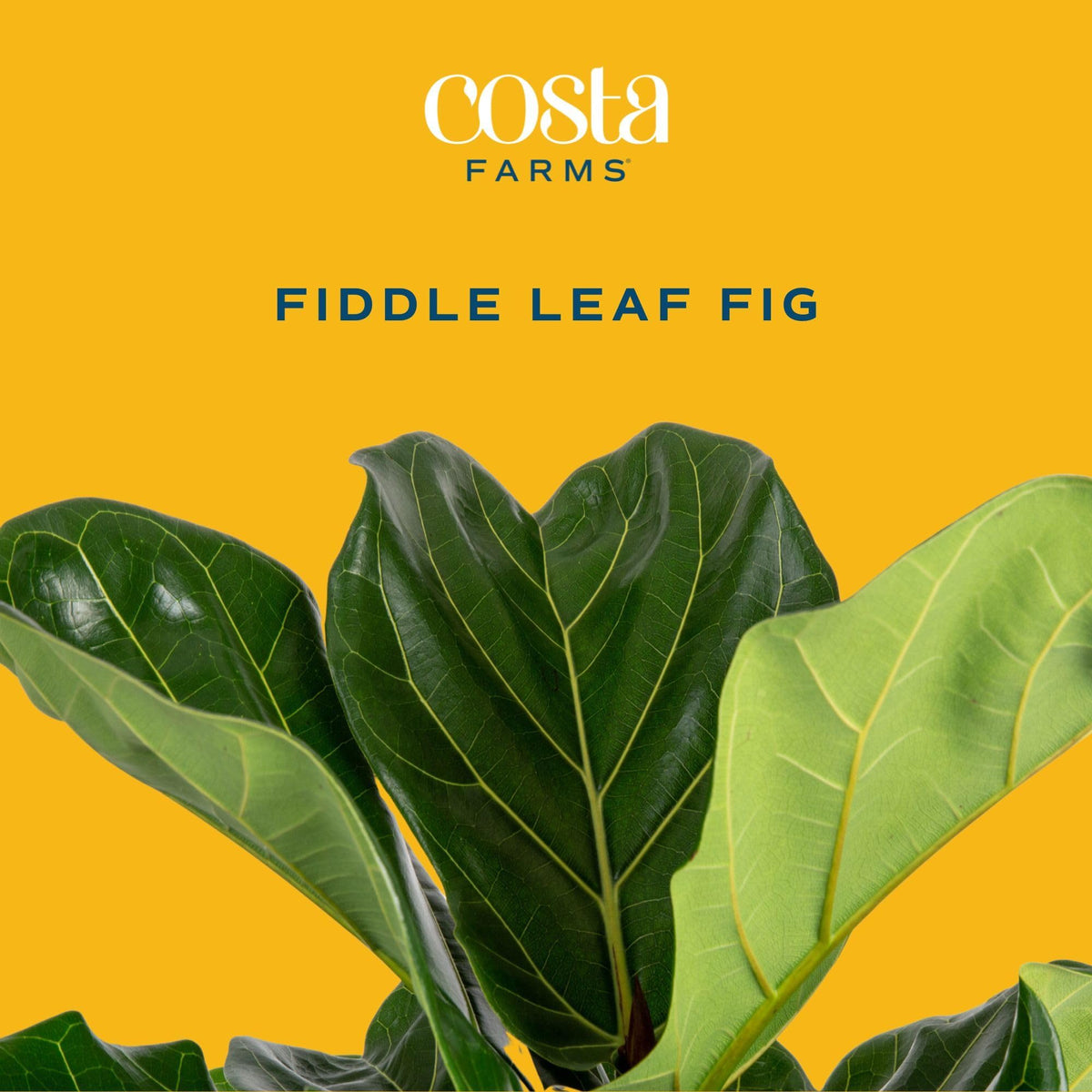 Costa Farms Fiddle Leaf Fig placed by indirect light supports healthy growth