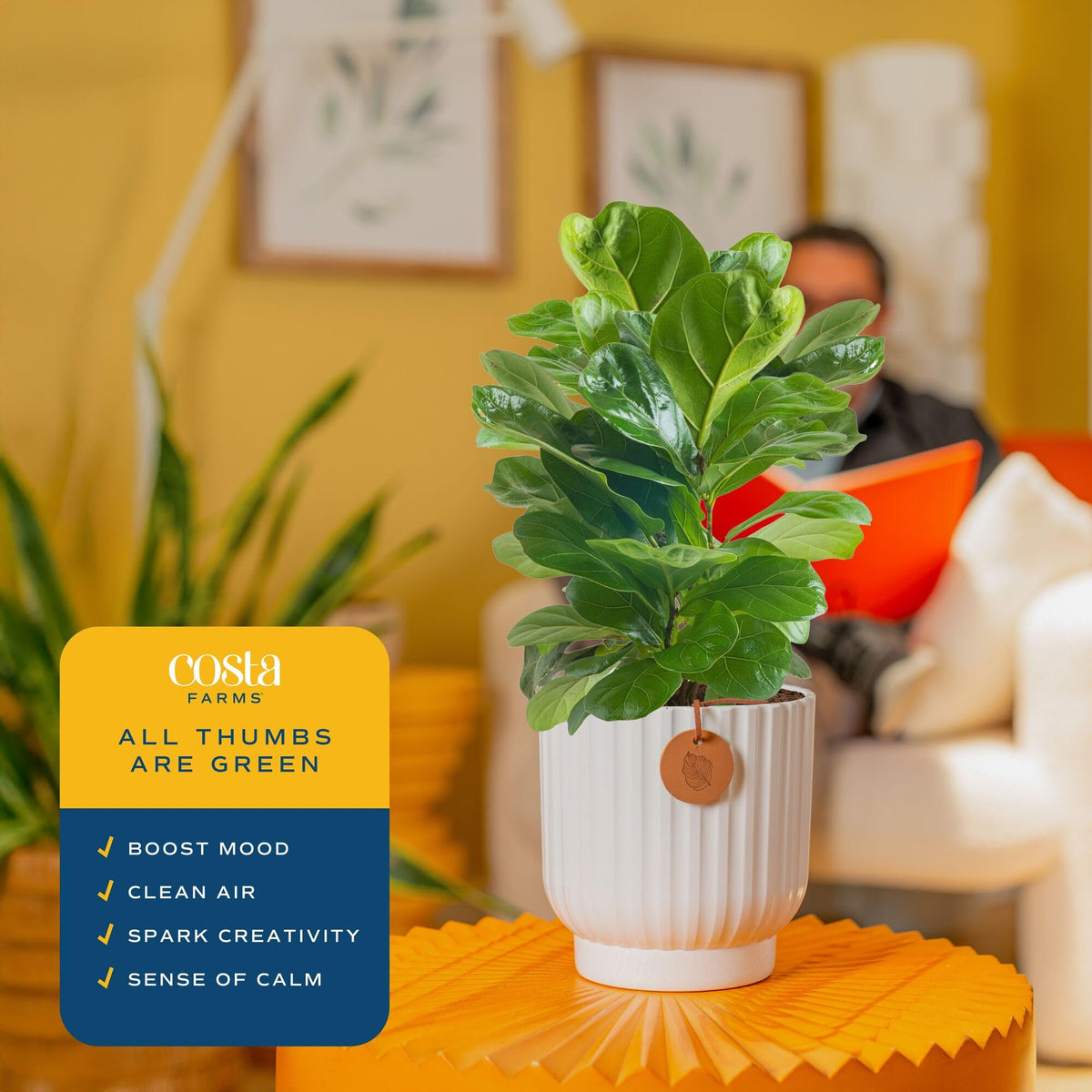 Costa Farms Fiddle Leaf Fig in a decorative planter enhances room styling