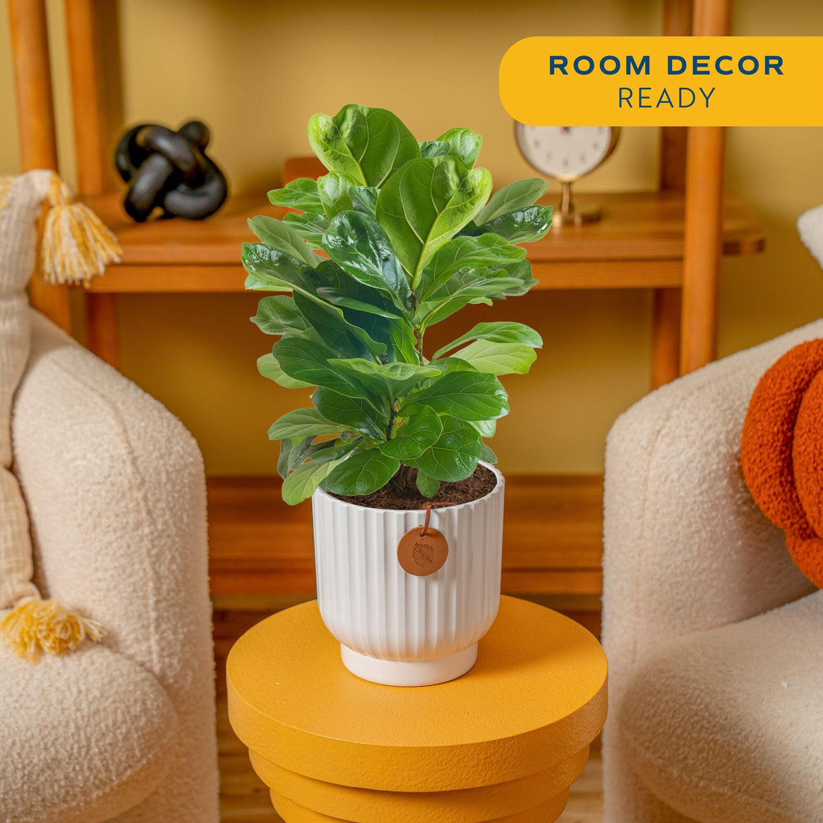 Costa Farms Fiddle Leaf Fig gift-ready packaging suitable for gifting