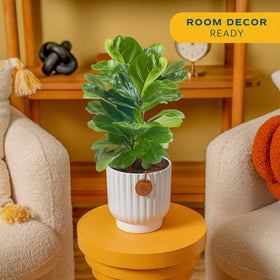 Costa Farms Fiddle Leaf Fig gift-ready packaging suitable for gifting