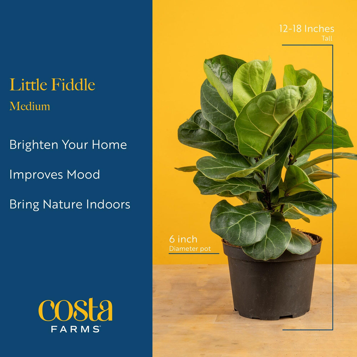 Costa Farms Fiddle Leaf Fig weekly watering routine of about 1 cup