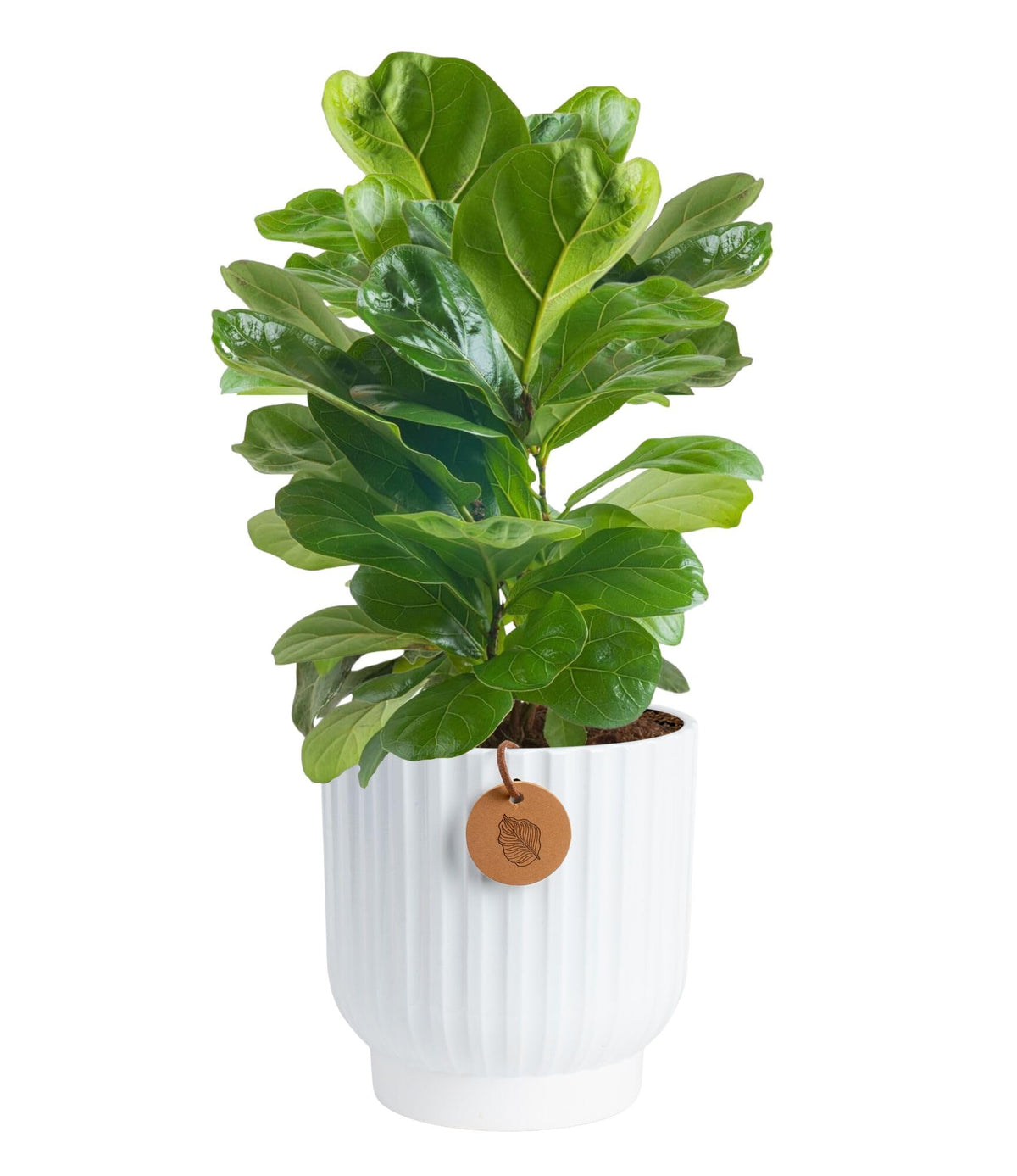Costa Farms Fiddle Leaf Fig on tabletop adds lush tropical decor