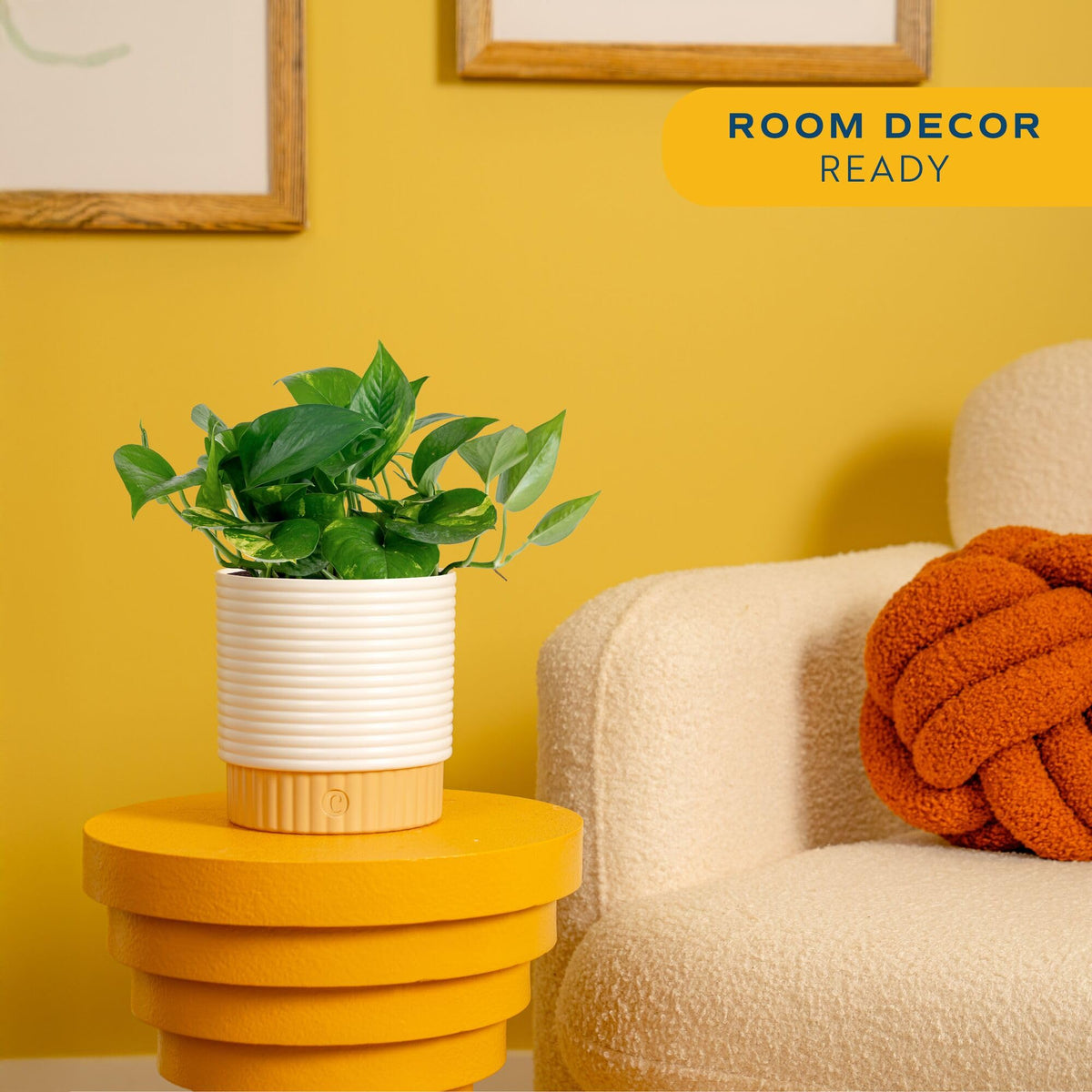 Costa Farms Golden Pothos decorative pot showcases lush greenery for home offices.