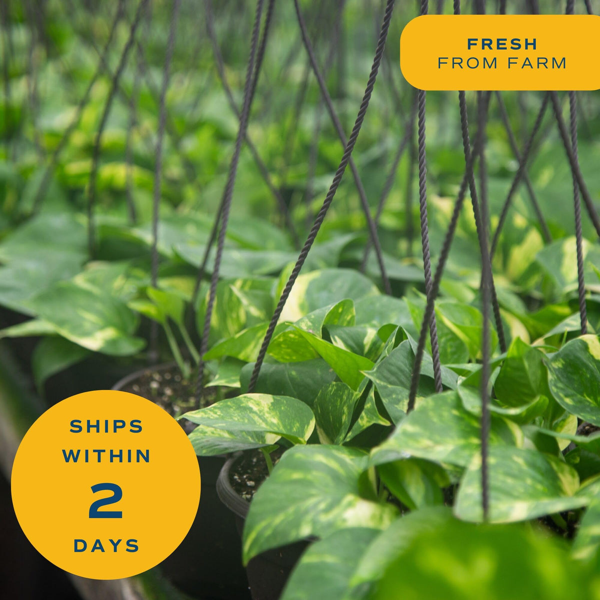 Costa Farms Golden Pothos hardy zones highlight easy care for warm indoor spaces.