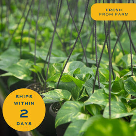 Costa Farms Golden Pothos hardy zones highlight easy care for warm indoor spaces.