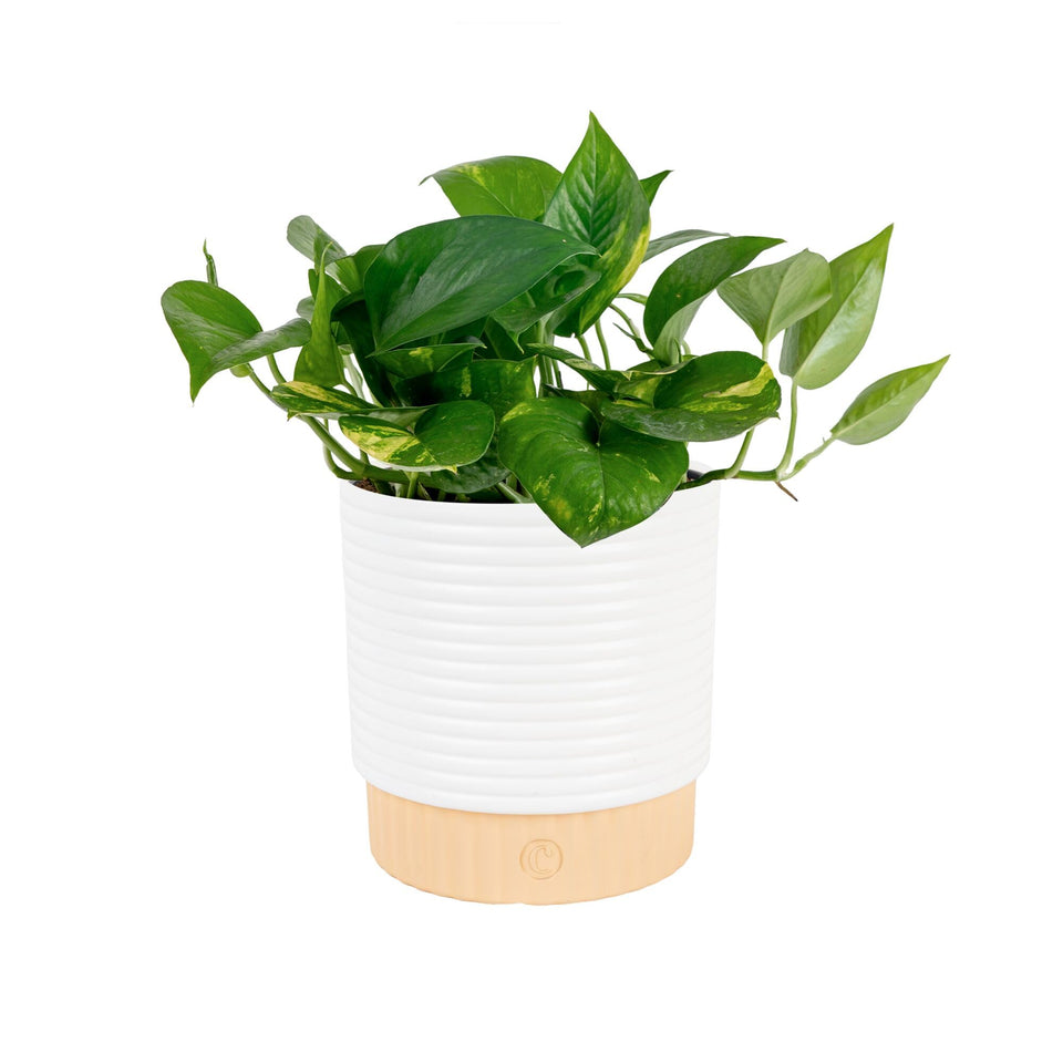 Costa Farms Golden Pothos trailing leaves glow in bright indirect light, easy care.