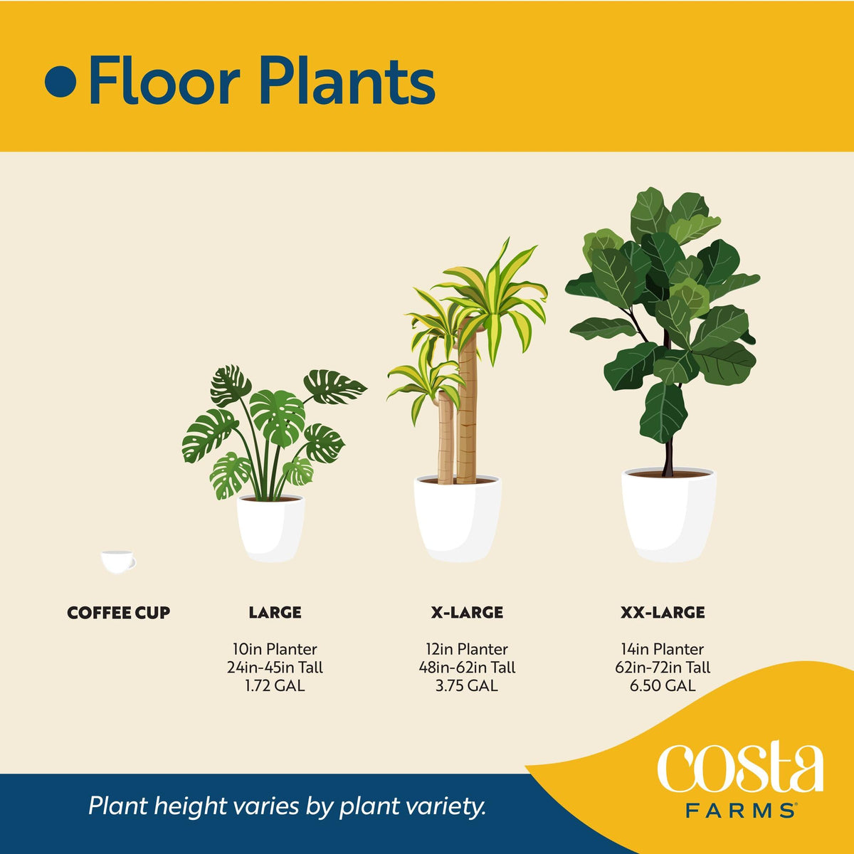 Costa Farms hibiscus bloom yellow variety brightens sunny patios.